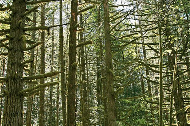 Jeep Safari - 4x News